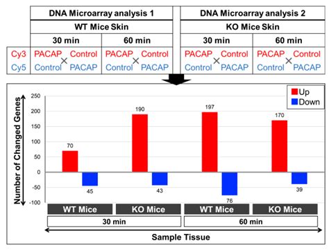 Molecular and Physiological Functions of PACAP in Sweat Secretion
