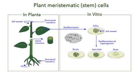 Plant Stem Cells - Rinati Labs, A Division of Rinati Skin