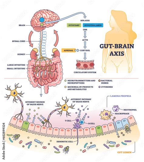 Tea vs coffee: The best drink for your gut, heart and brain