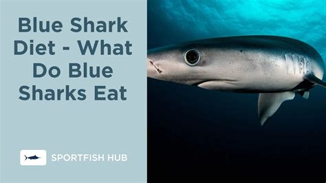 What Do Sharks In The Ocean Eat A Diet Guide For Beginners