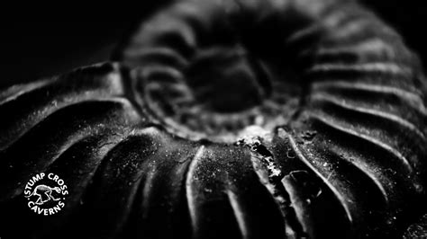Fossil facts: – and how scientists figure out their age