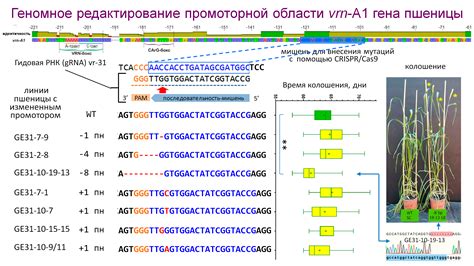 C ПОМОЩЬЮ ТЕХНОЛОГИИ CRISPR/CAS9 ВПЕРВЫЕ В РОССИИ ОТРЕДАКТИРОВАН ГЕНОМ ...