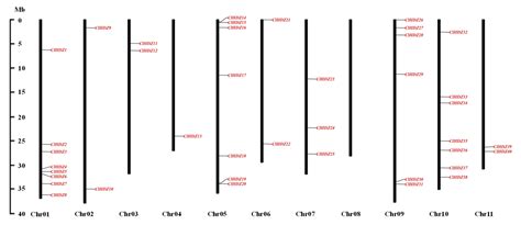 The HD-ZIP Gene Family in Watermelon: Genome-Wide Identification and ...