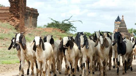 Baba Balaknath Temple in Himachal earns a whooping INR 1.32 crores from ...