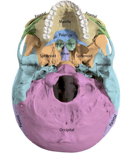 19.4.1: The Skull - Medicine LibreTexts