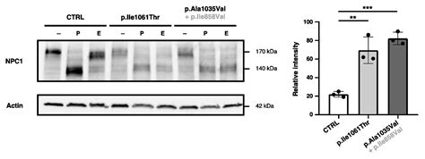 Investigating p.Ala1035Val in NPC1: New Cellular Models for Niemann ...