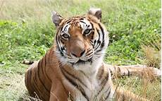 Wallpaper Beautiful Home Screen Tigers by 30 Free Beautiful Tiger Hd Wallpapers Designmaz Wallpaper Beautiful Home Screen Tigers