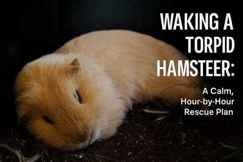 Python vs Hamster 的图像结果