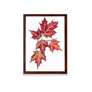 INFIDU Scarlet Globe Mallow (Sphaeralcea grossulariaefolia) (1927 ...