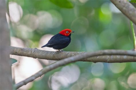 PANAMA'S DARIEN WILDERNESS TOUR REPORT 2023 - BIRDQUEST