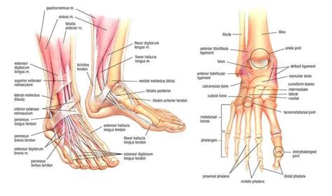 Foot Diagram 的图像结果