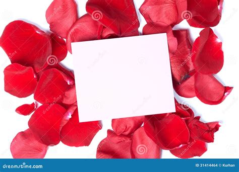 Red rose greeting card. stock photo. Image of banner - 31414464