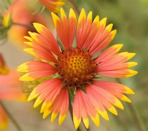 20 Best Perennial Flowers Sunset Magazine
