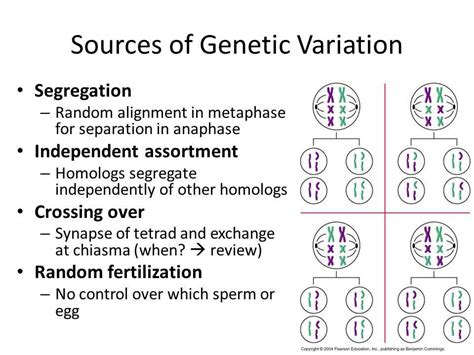 Image result for Genetic Variability Examples