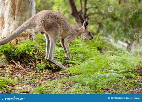 Male Kangaroo Standing Near A Lake Royalty-Free Stock Photography ...