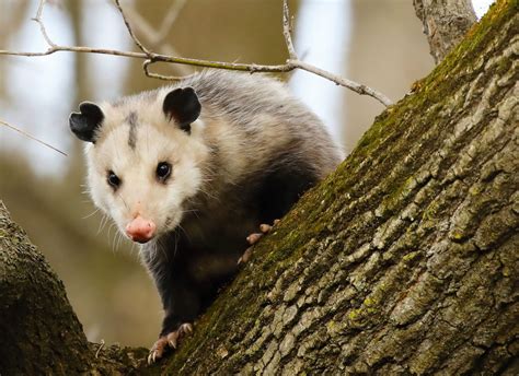 The story behind America’s common sayings