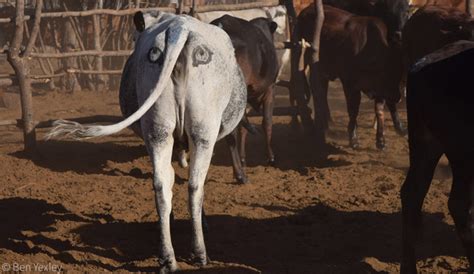 Image result for African Predators vs Predators