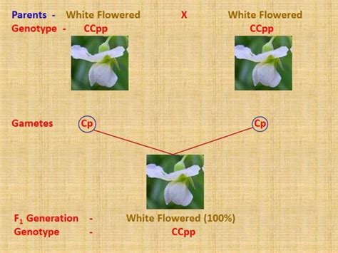 Image result for Complementary Genes