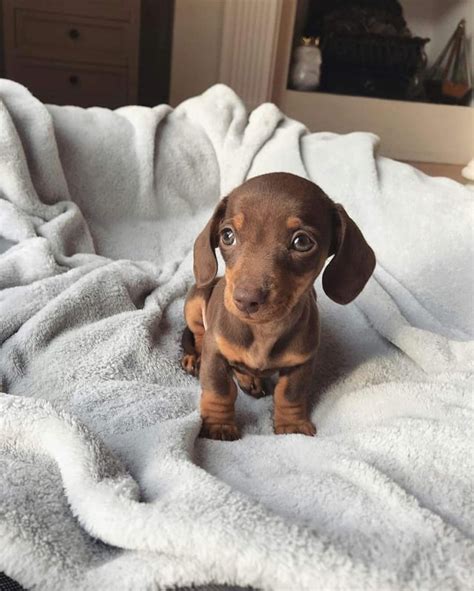Dachshund puppies though🥺😍 : r/Dachshund