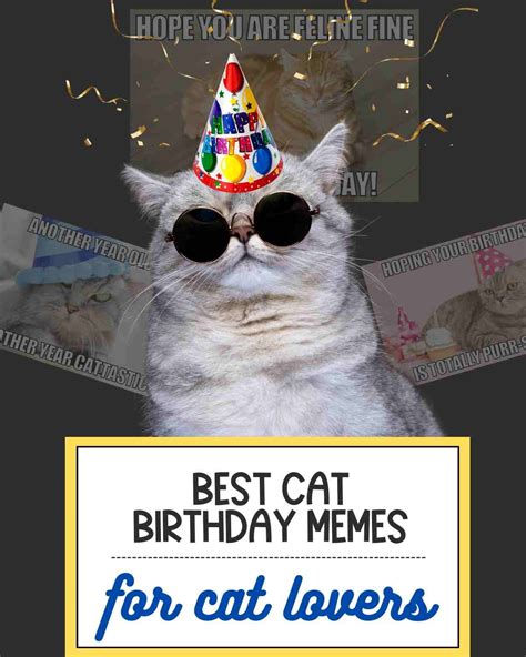 10 Cat Birthday Memes That Are Purrfectly Hilarious
