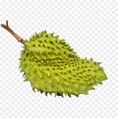 Soursop-PNG-Photos-1M6DPKVE.png PNG Images Icons and Vector Files ...