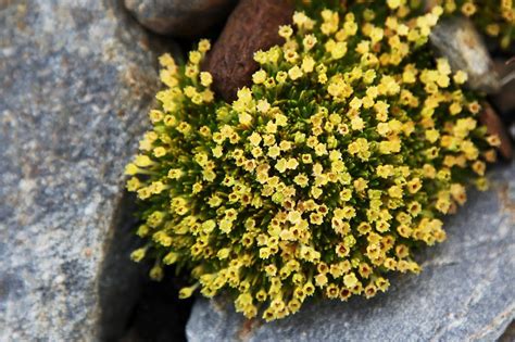 Flowers in Antarctica Are Starting to Bloom and That's No Good News