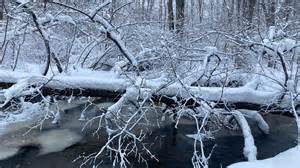 Exploding Tree Cold 的图像结果