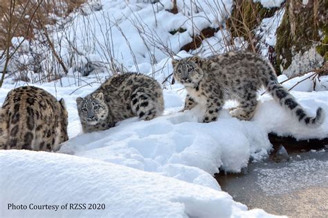 Snow leopards cubs on the move to new home from Highland Wildlife Park