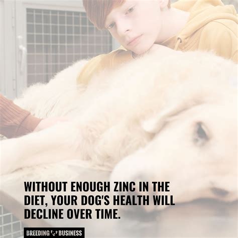 Zinc Deficiency In Dogs – Types, Symptoms & FAQ