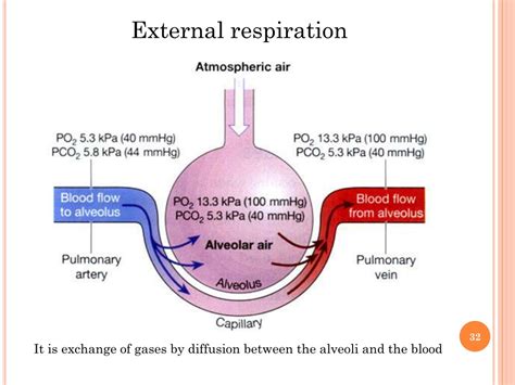 PPT - Respiratory system PowerPoint Presentation, free download - ID ...