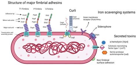 Escherichia Coli Urinary Tract Infection