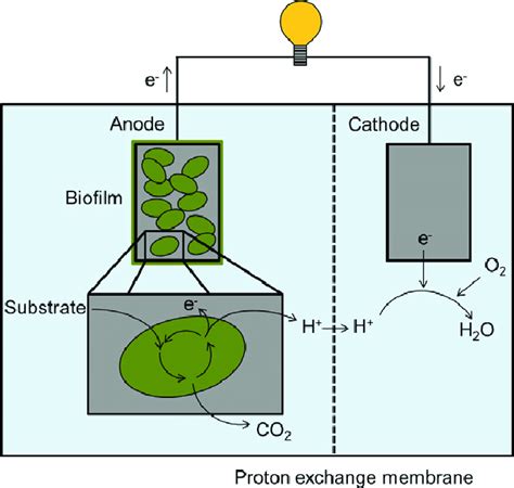 Image result for Microbial Fuel Cell Anode and Cathode