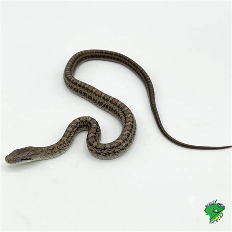 Japanese Rat Snake - cb baby - Strictly Reptiles