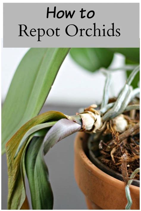 Repotting Opuntia 的图像结果