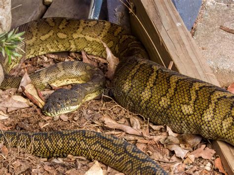 Image result for Small Python Australia