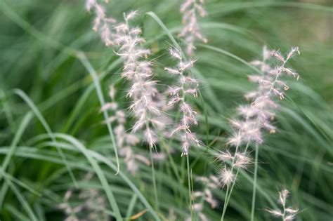 Small Ornamental Grasses