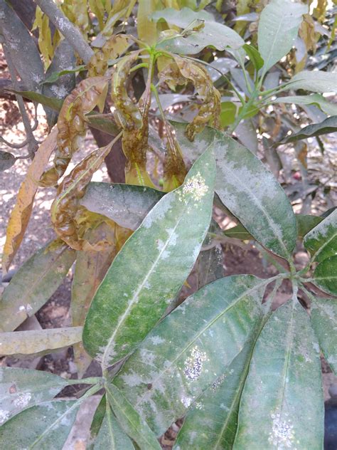 Image result for Mango Leaf Problems