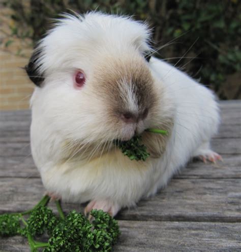 Breeds Of Guinea Pigs at Victor Fox blog