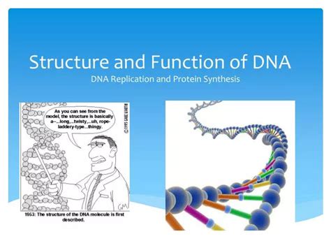 Image result for DNA Function
