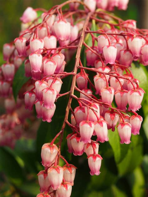 Pieris japonica ‘Katsura’ – Japanese Andromeda (Non-native) – Catskill Native Nursery Catalog