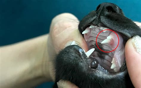 Understanding the Teething Process and Caring for Your Kitten's Dental Health - Cataristocrat