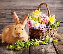 Image result for Spring Bunnies and Flowers