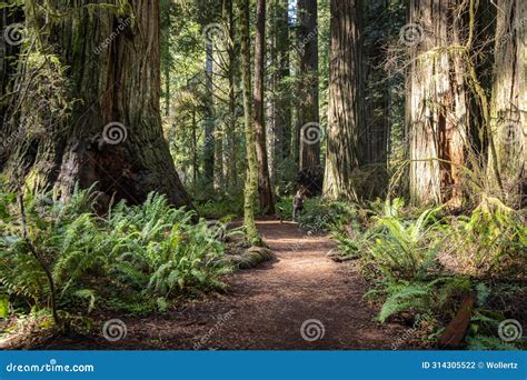 Jedediah Smith Redwood State Park California Stock Photo - Image of ...