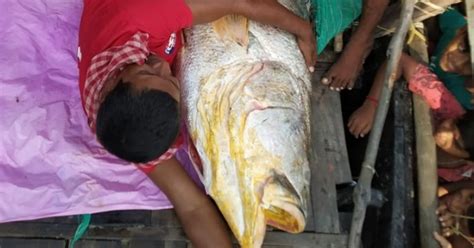 Fishermen Catch Giant 75 Kg 'Telia Bhola' Fish In Sunderbans River