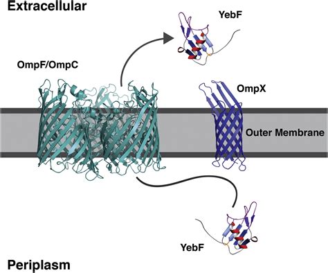 A Protein Export Pathway Involving Escherichia coli Porins: Structure