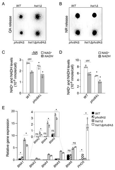 The Histone Deacetylases Hst1 and Rpd3 Integrate De Novo NAD+ ...