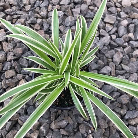 Chlorophytum comosum 'Ocean' - Spider Plant (4.5" Pot) | Little Prince ...