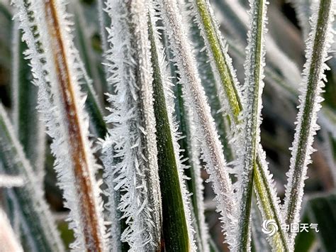 伊宁清晨的植物，因霜花而熠熠生辉-高清图集-中国天气网新疆站
