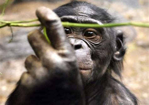 Bonobo Behavior - AnimalBehaviorCorner