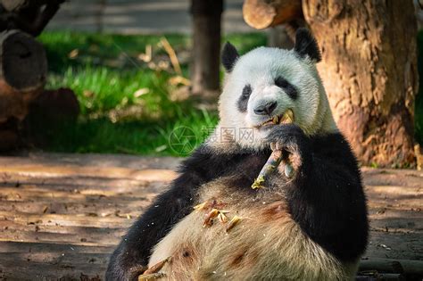 正在吃竹子的大熊猫图片-大熊猫正在吃竹子素材-高清图片-摄影照片-寻图免费打包下载